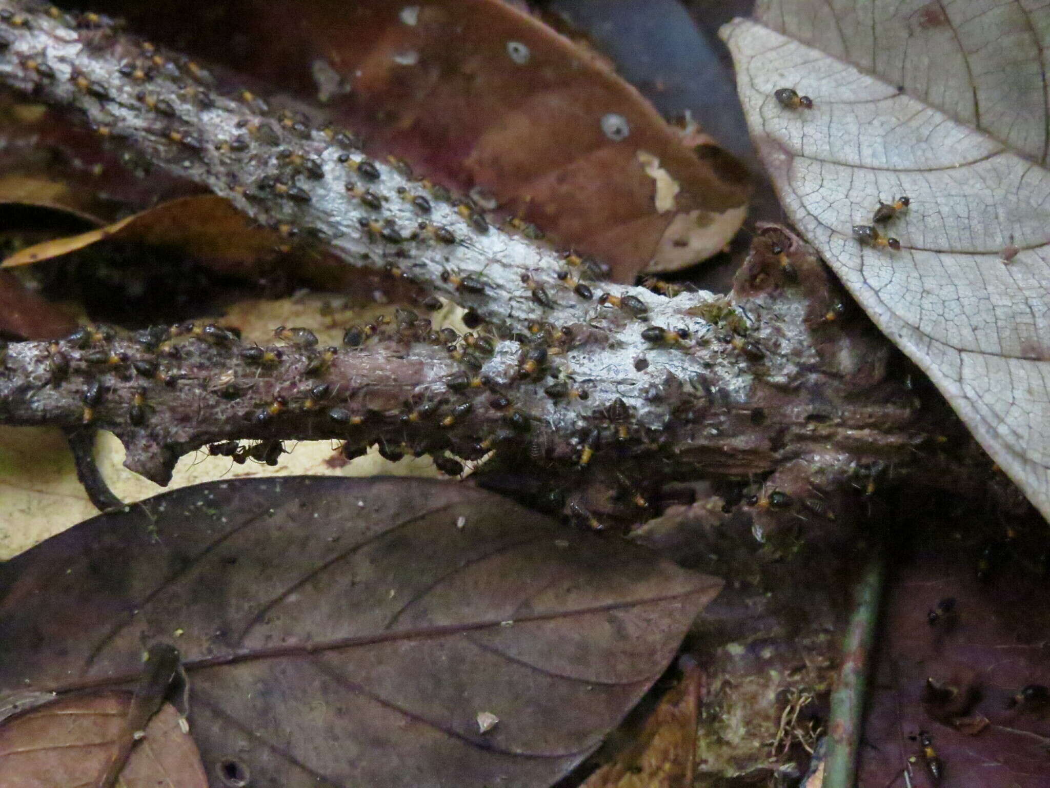 Image of Constrictotermes cavifrons (Holmgren 1910)