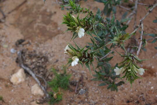 Blepharis capensis (L. fil.) Pers. resmi