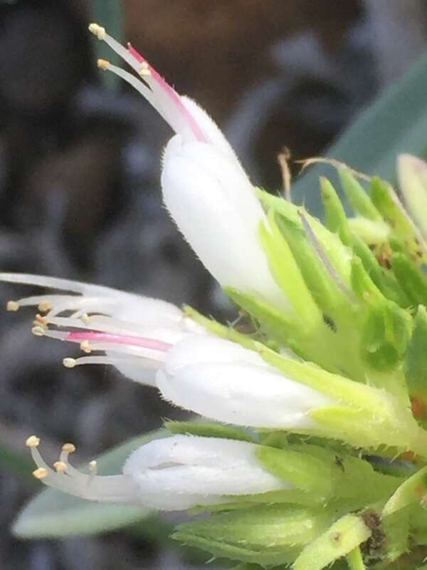 Image of Echium brevirame Sprague & Hutchinson