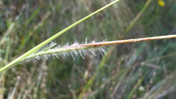 Plancia ëd Chrysopogon pauciflorus (Chapm.) Benth. ex Vasey