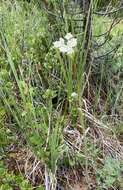 Image of Rocky Mountain hemlockparsley