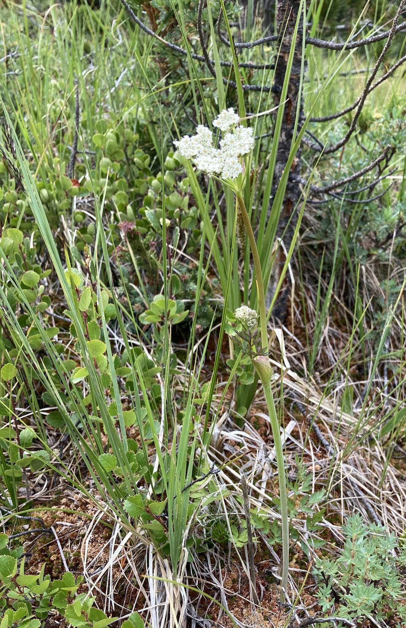 Imagem de Conioselinum scopulorum (A. Gray) Coult. & Rose