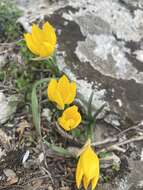 Image de Sternbergia lutea subsp. sicula (Tineo ex Guss.) K. Richt.