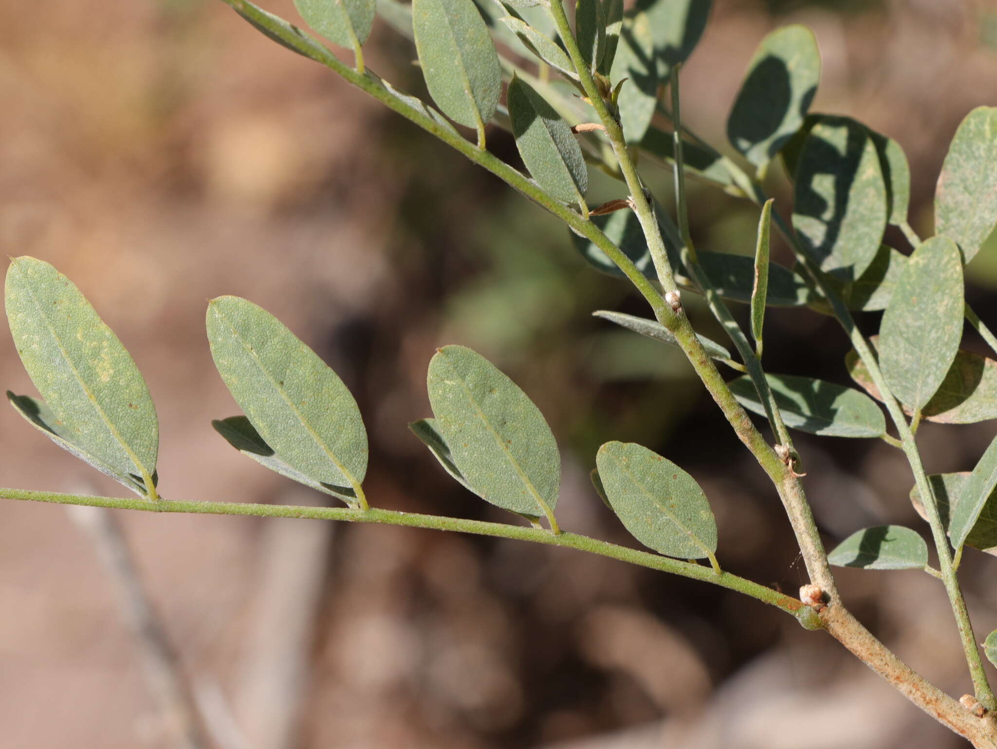 Image de Brongniartia peninsularis Rose