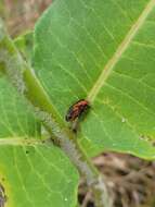 Image of Blackened Milkweed Beetle