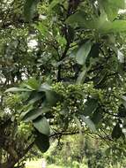 Image of Viburnum odoratissimum Ker-Gawl.