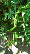 Image of Panicum brevifolium L.