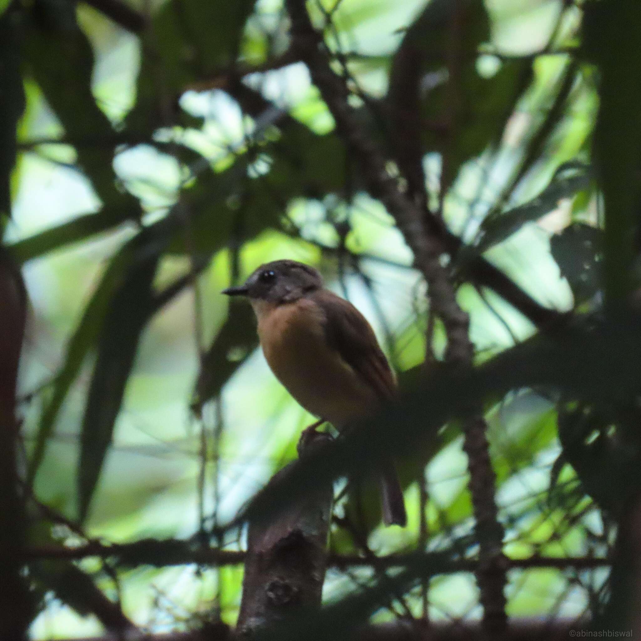 Image of Pale-chinned Blue Flycatcher