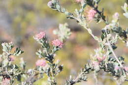 Image of arid pincushion