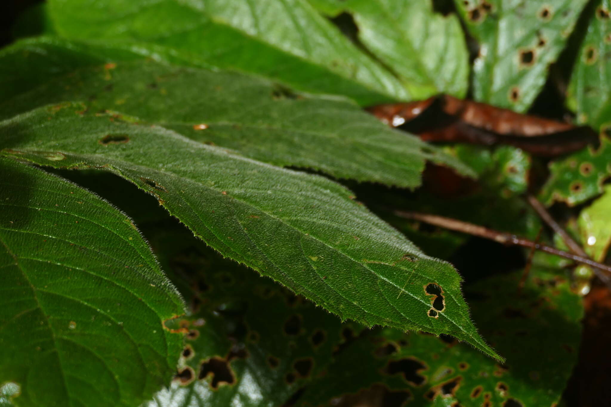 Imagem de Columnea purpurata Hanst.