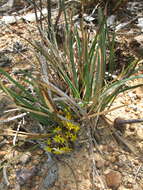 Image of Chamaexeros serra (Endl.) Benth.