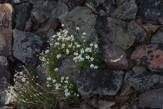 Plancia ëd Cherleria arctica (Steven ex Ser.) A. J. Moore & Dillenb.