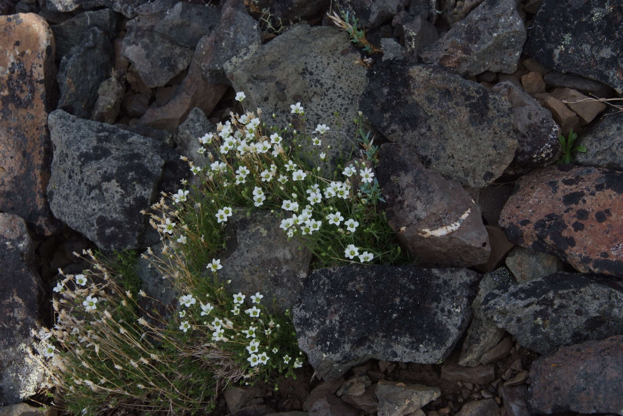 Слика од Cherleria arctica (Steven ex Ser.) A. J. Moore & Dillenb.