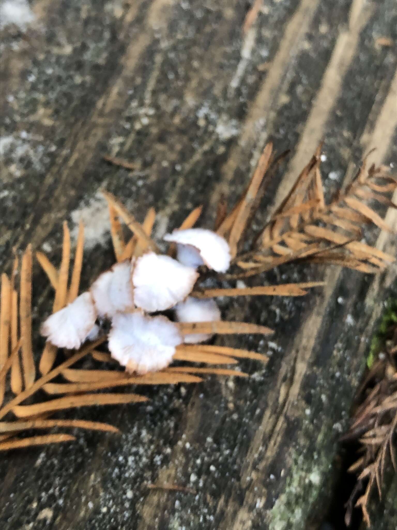 Image of Cypress Gall Midges