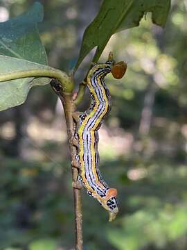 Image of Red-humped Oakworm