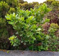 Image of Azores laurel