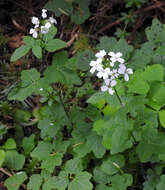 Image of Seaside Bittercress