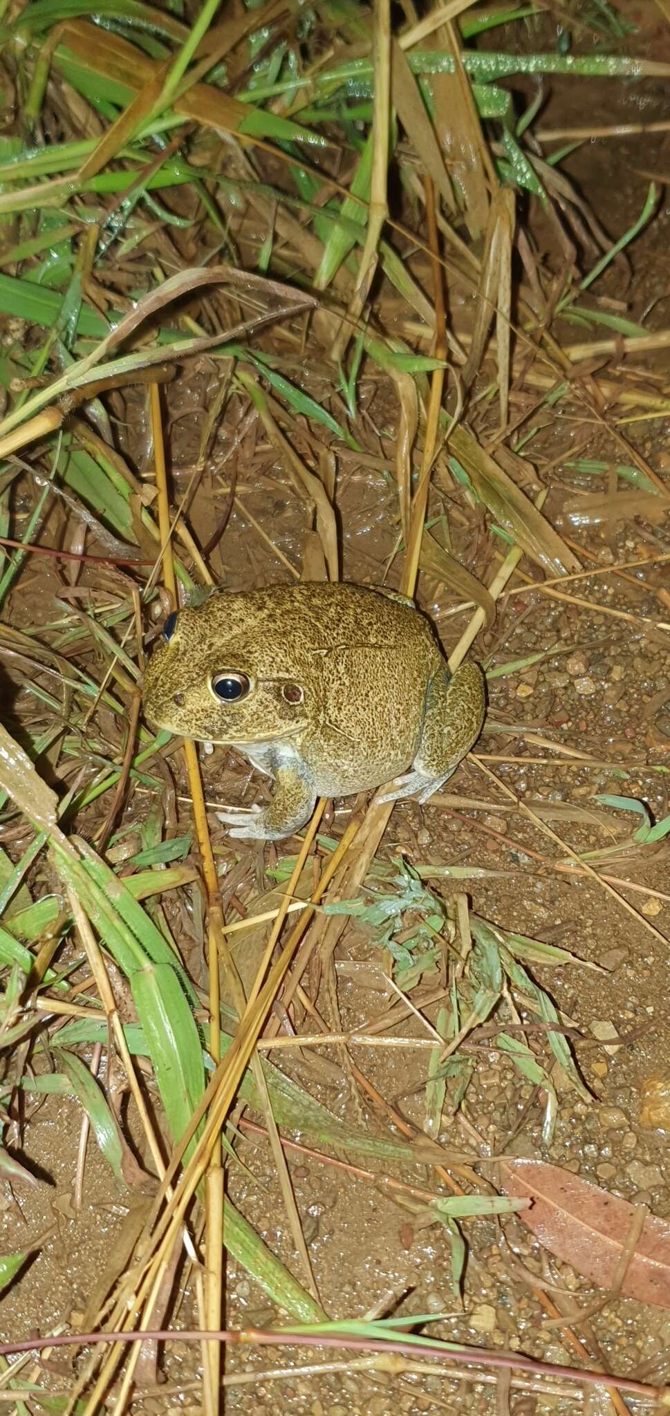 Ranoidea novaehollandiae (Steindachner 1867)的圖片