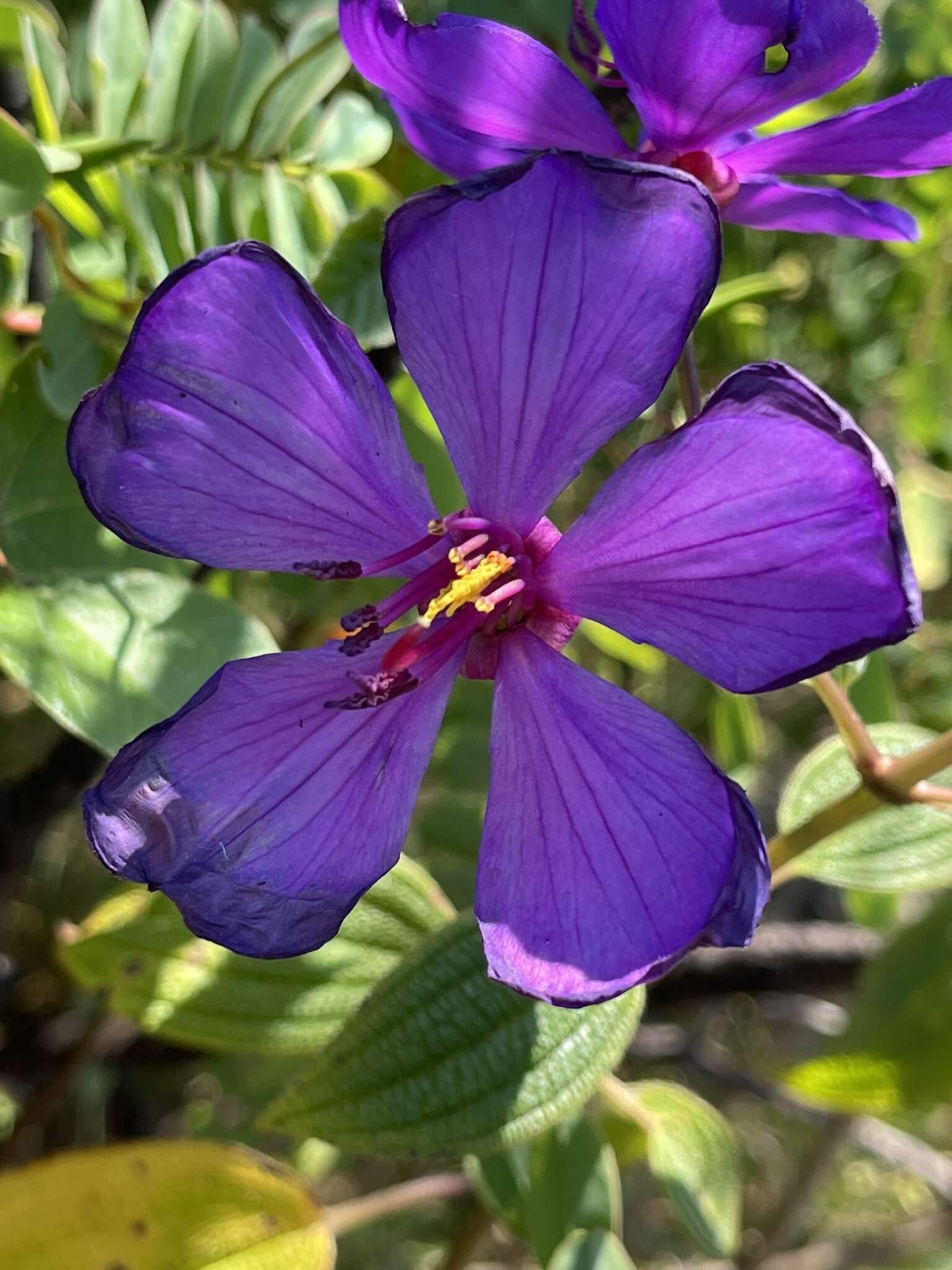 صورة Dissotidendron johnstonianum (Baker fil.) Ver.-Lib. & G. Kadereit