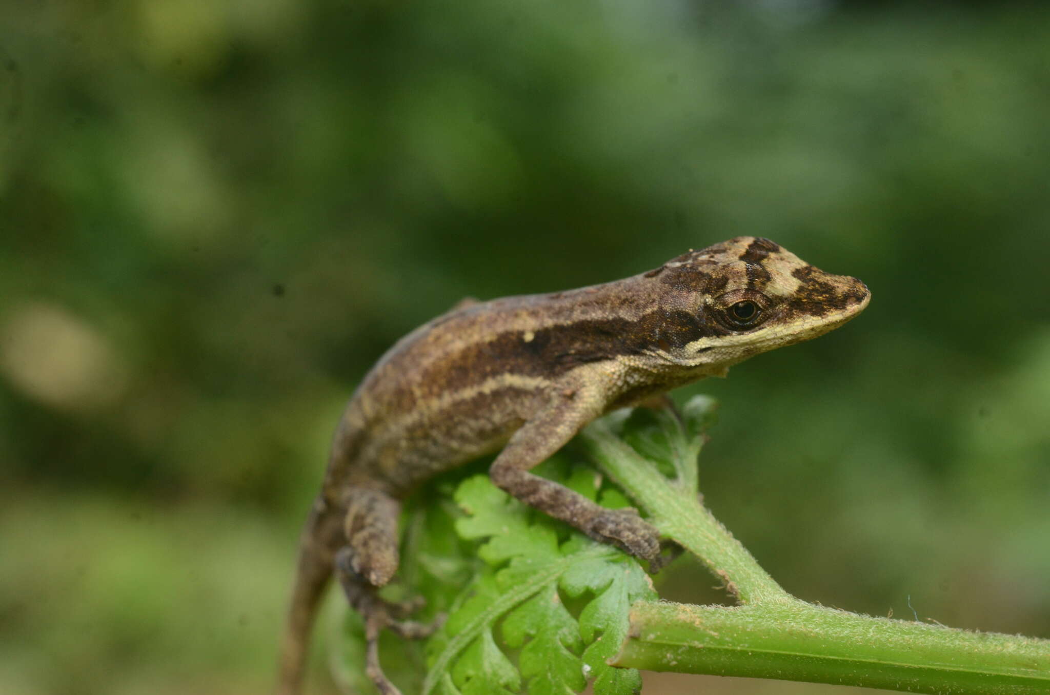 Image of Anolis yoroensis (Mccranie, Nicholson & Köhler 2001)