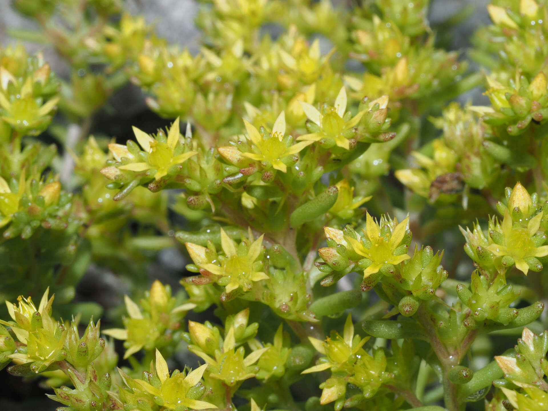 Sedum annuum L.的圖片