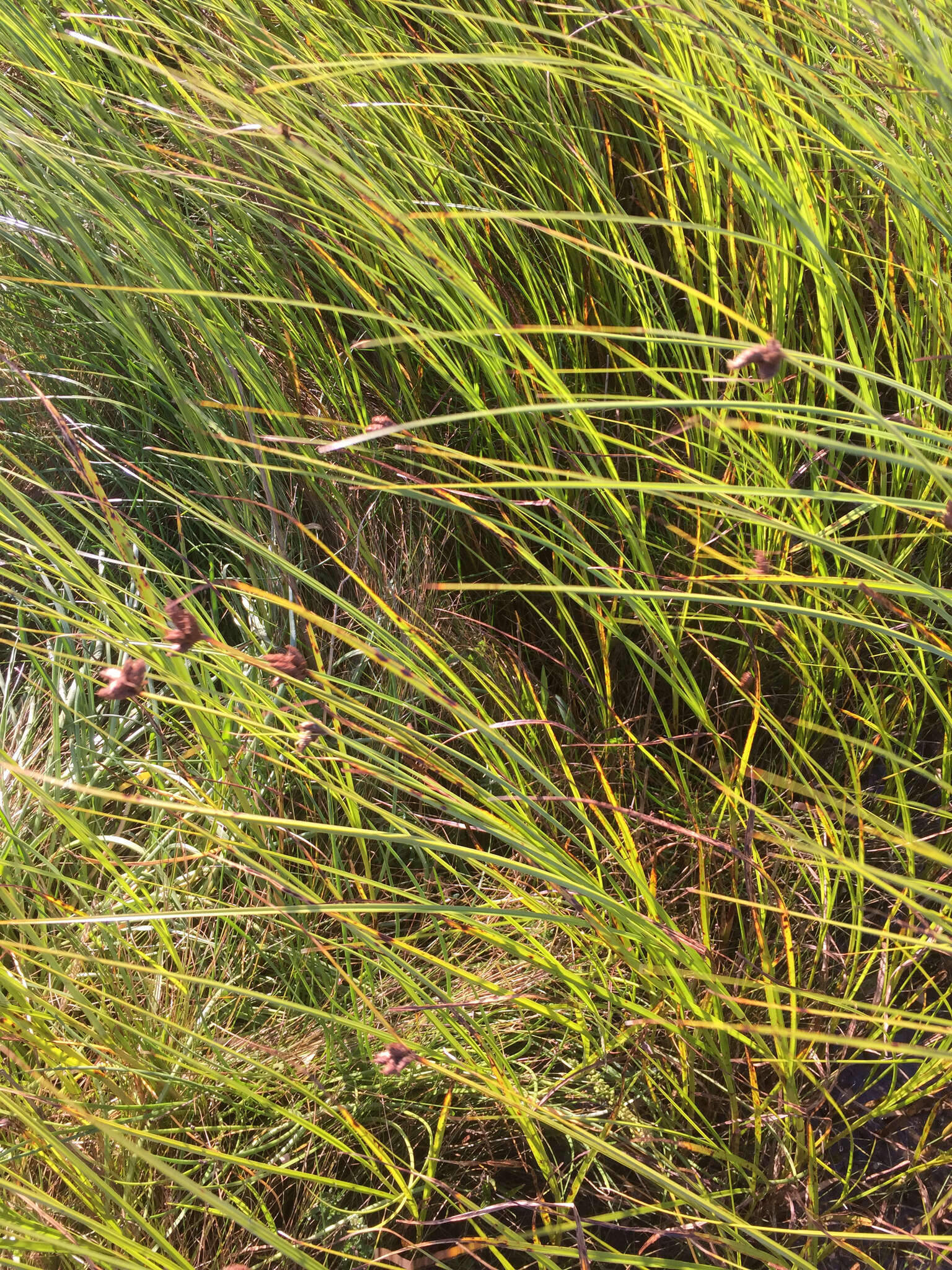 Imagem de Bolboschoenus maritimus (L.) Palla