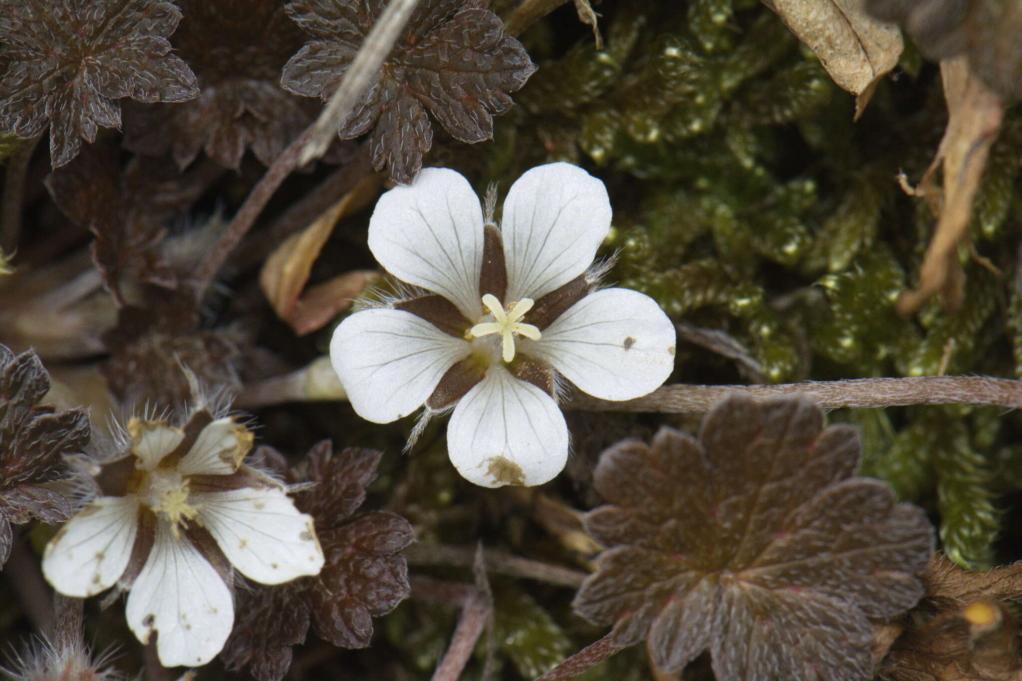 Imagem de Geranium brevicaule Hook.