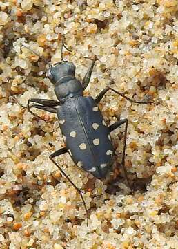 Image de Calomera littoralis fiorii