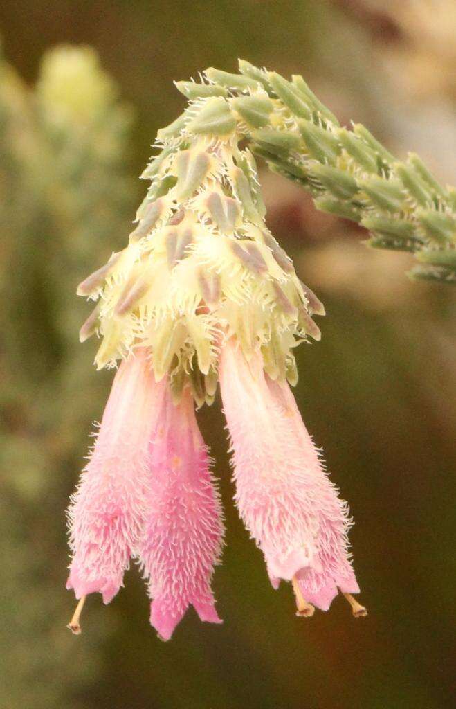 Image of Erica pectinifolia var. pectinifolia