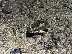 Image of Brown Froglet