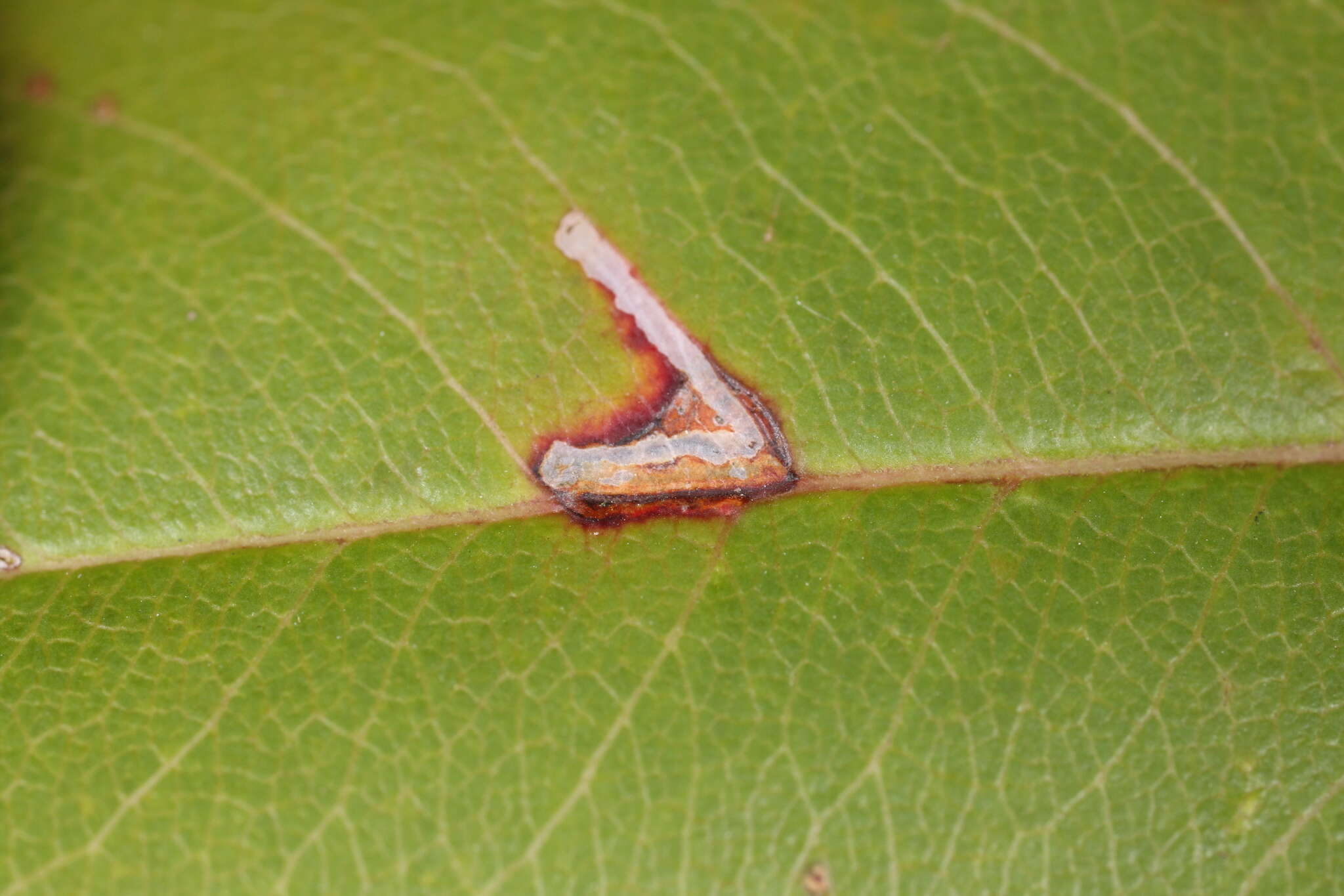 Image of Bucculatrix pomifoliella Clemens 1860