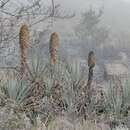 Image de Puya membranacea L. B. Sm.