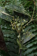 Image of Trimenia neocaledonica E. G. Baker