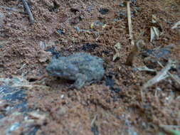 Image of Common Lesser Toad