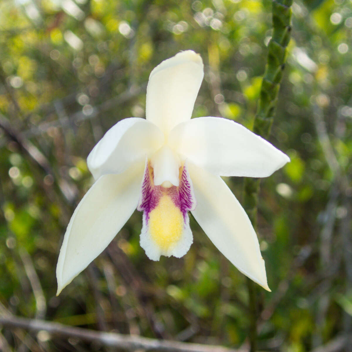 Image of Bromheadia finlaysoniana (Lindl.) Miq.