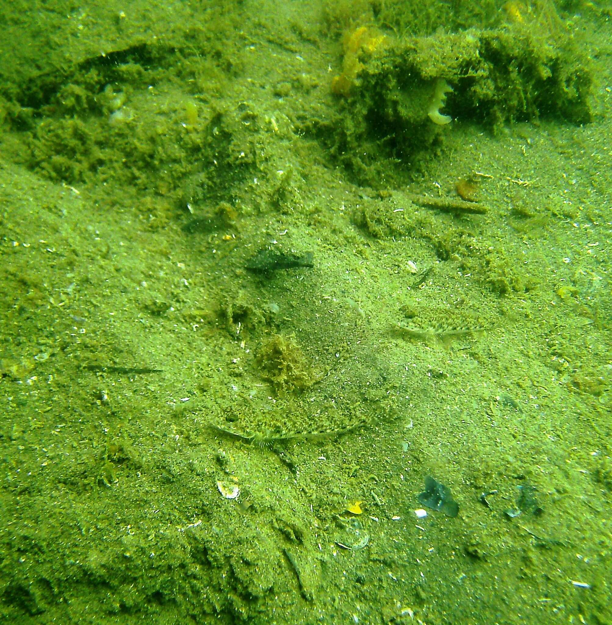 Image of Long finned goby