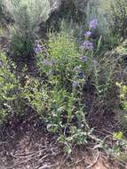 Image of Watson's penstemon