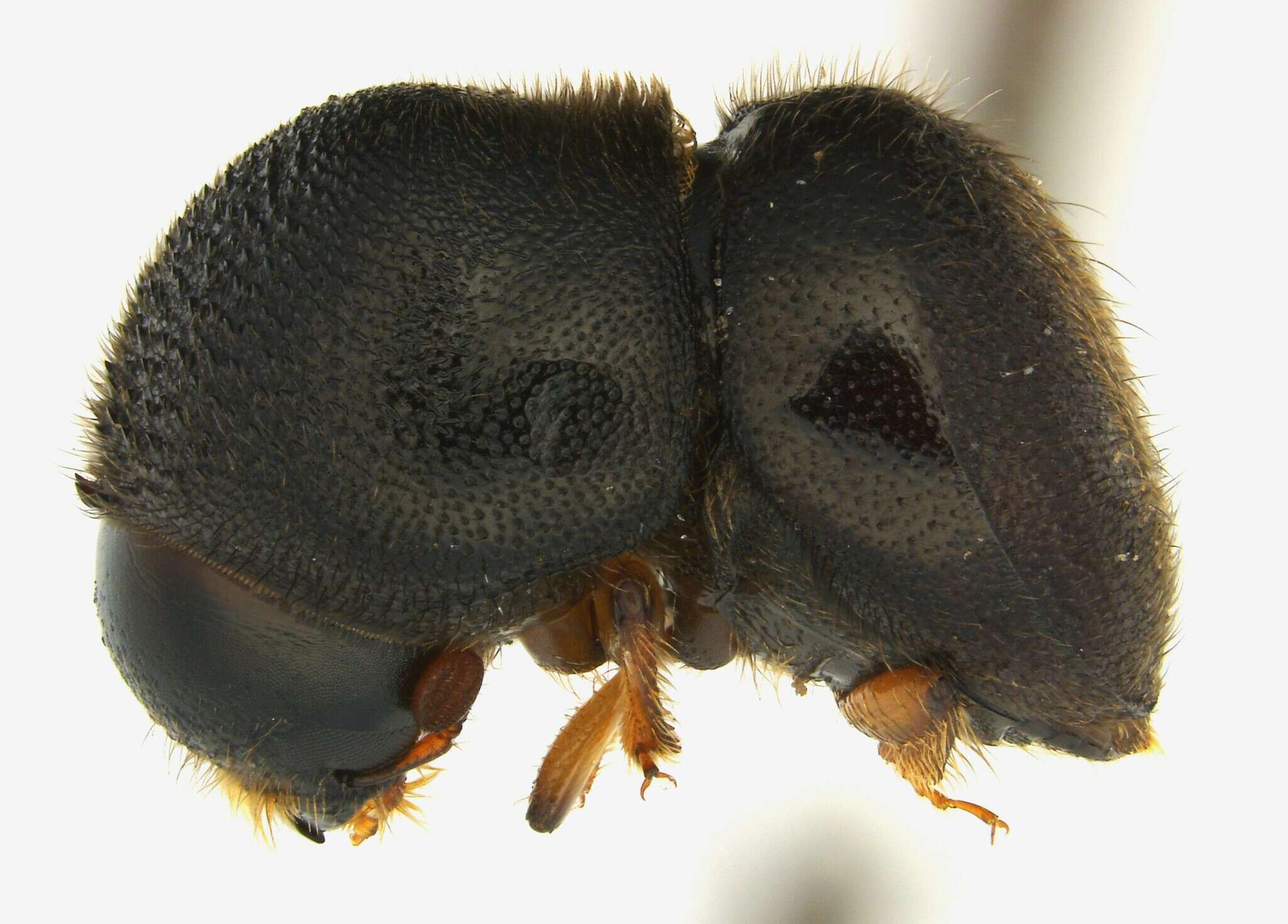 Image of Camphor shot borer