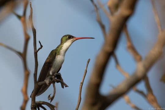 صورة Leucolia viridifrons (Elliot & DG 1871)