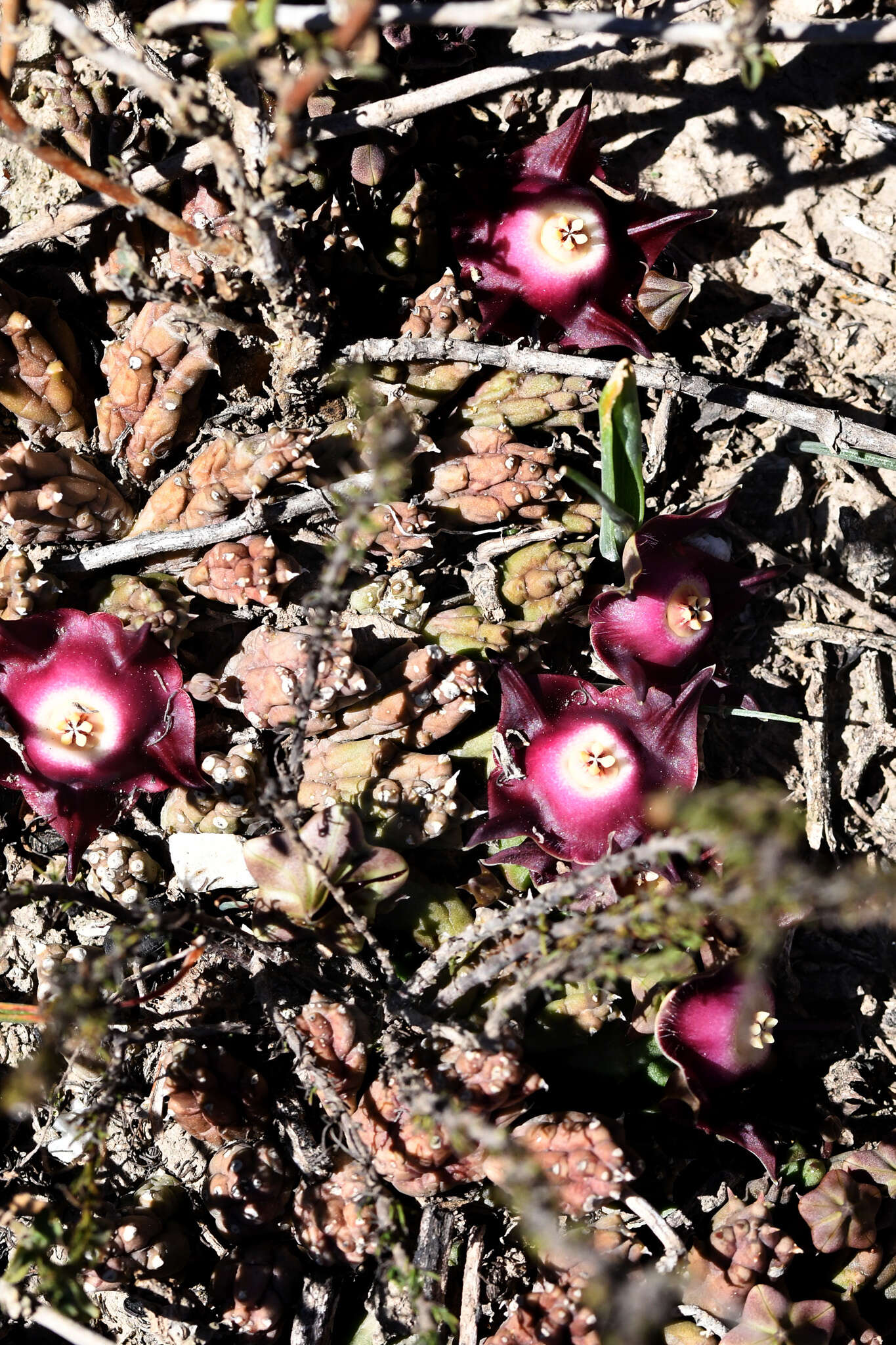 Image of Ceropegia pillansiana (N. E. Br.) Bruyns