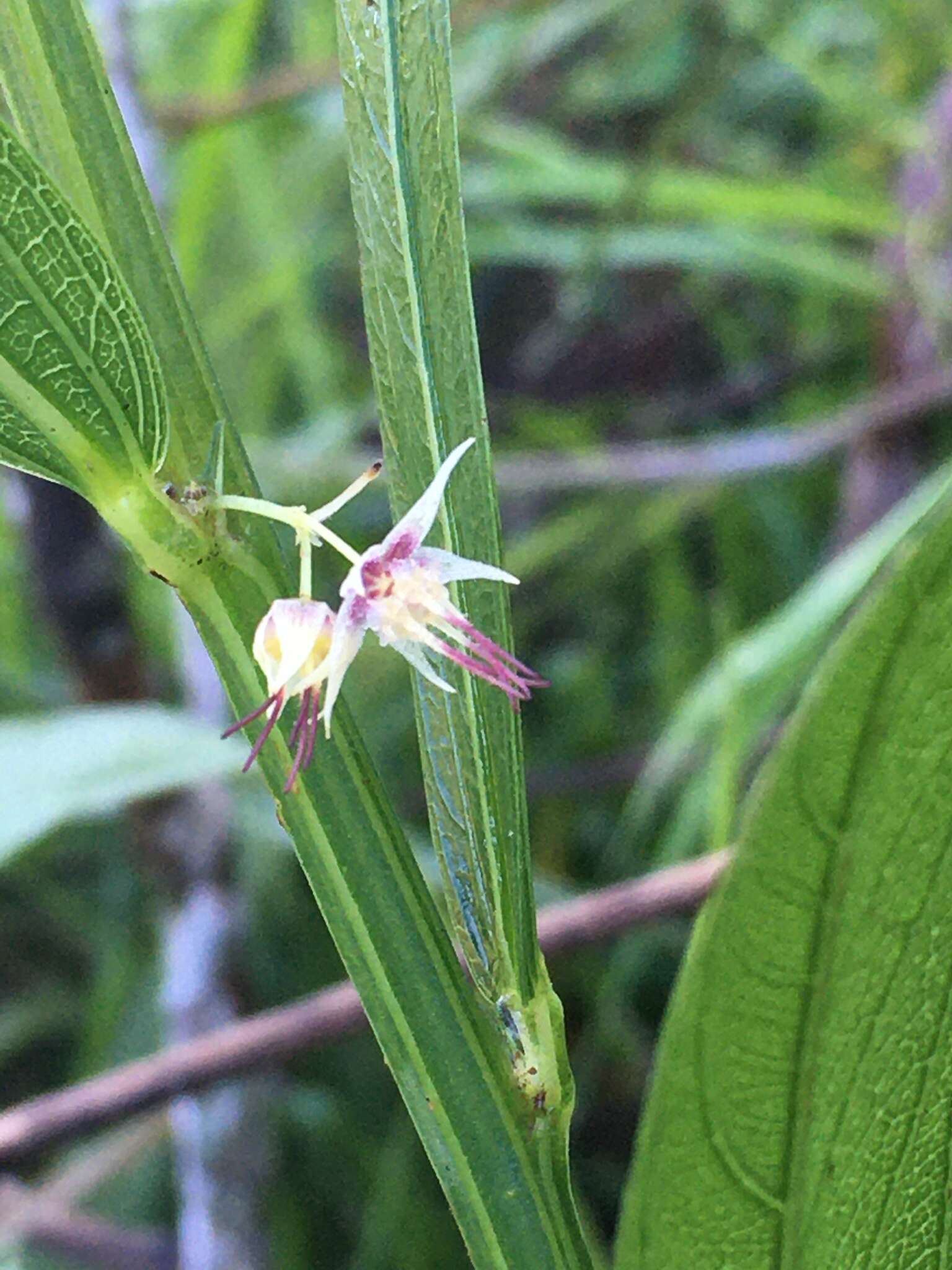 Image of Byttneria pedersenii C. L. Cristobal