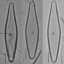 Image of Gomphoneis eriensis (Grunow) Skvortzov & Meyer 1928