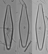 Image de Gomphoneis eriensis (Grunow) Skvortzov & Meyer 1928