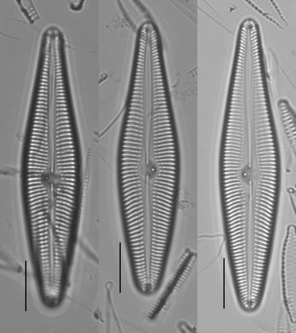 Image de Gomphoneis eriensis (Grunow) Skvortzov & Meyer 1928