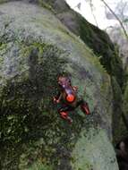 Image of Harlequin Poison Frog