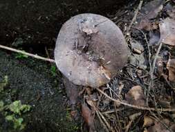 Image of Russula griseobrunnea McNabb 1973