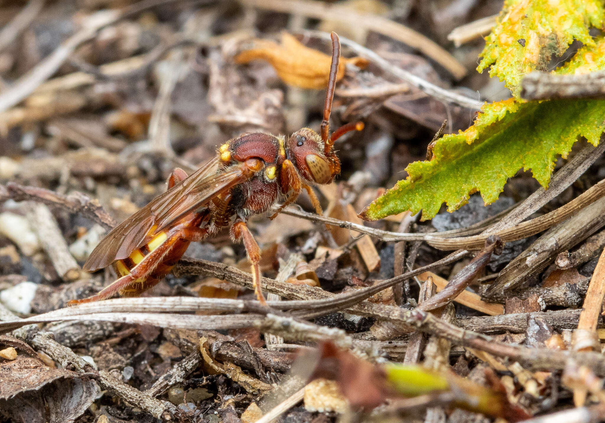 Image of Nomada imbricata Smith 1854