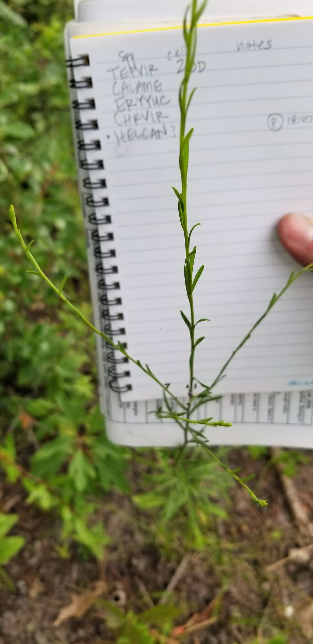 Image of Virginia Goldenrod