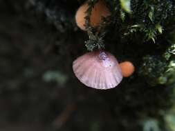 Mycena purpureofusca (Peck) Sacc. 1887 resmi