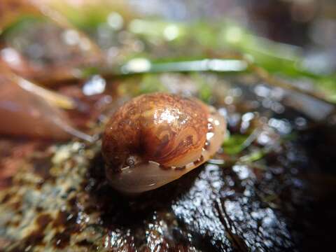 Image of Limneria prolongata (Carpenter 1864)